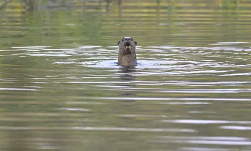 Otters Return To Godavari Waters