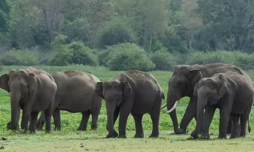 Tamil Nadus Wild Elephant Count Rises to 3,170 in 2025: Minister