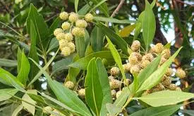 GHMC Chops Conocarpus Trees