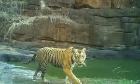 Political Pressure Transfers Bleeding Amrabad Tiger Reserve Of Critical Staff