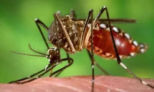 Repellent Demand Surges As Mosquitoes Return