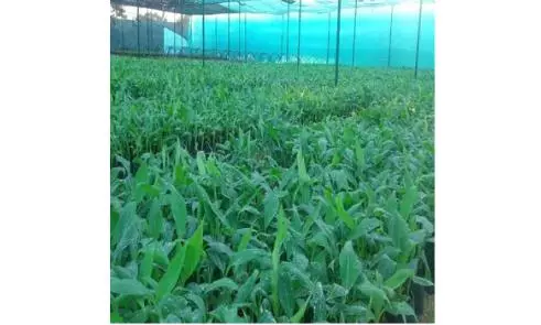 Banana Tissue Culture Research Centre to Be Set Up in Tadipatri