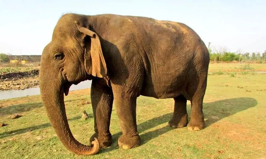 Vatsala ‘Daadi’, Asia’s Oldest Elephant, Dies In MP Reserve