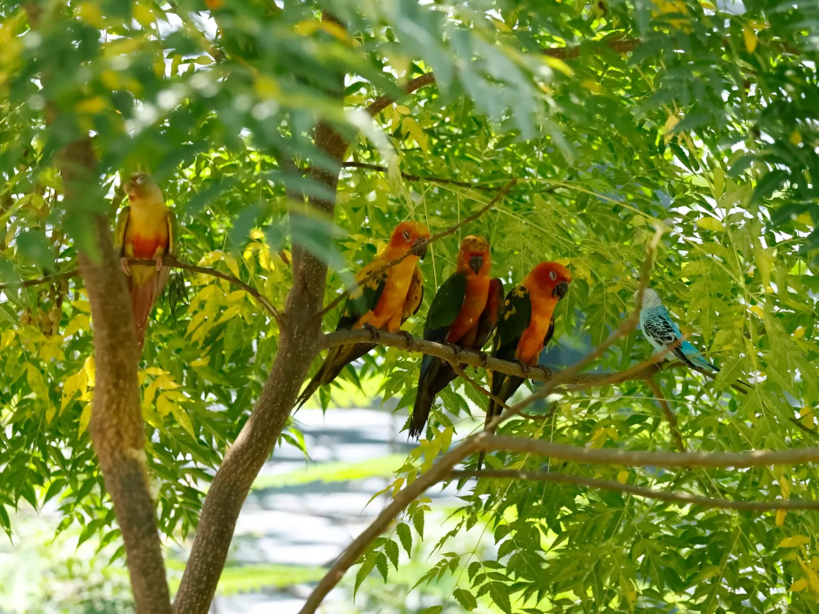 HMDA Park To Host 8,000 Exotic Birds