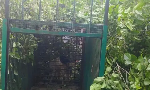 Search On For Leopard That Visited Garbage Dump Near Mahbubnagar Town