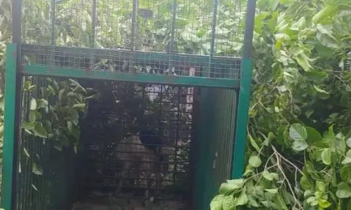 Search On For Leopard That Visited Garbage Dump Near Mahbubnagar Town