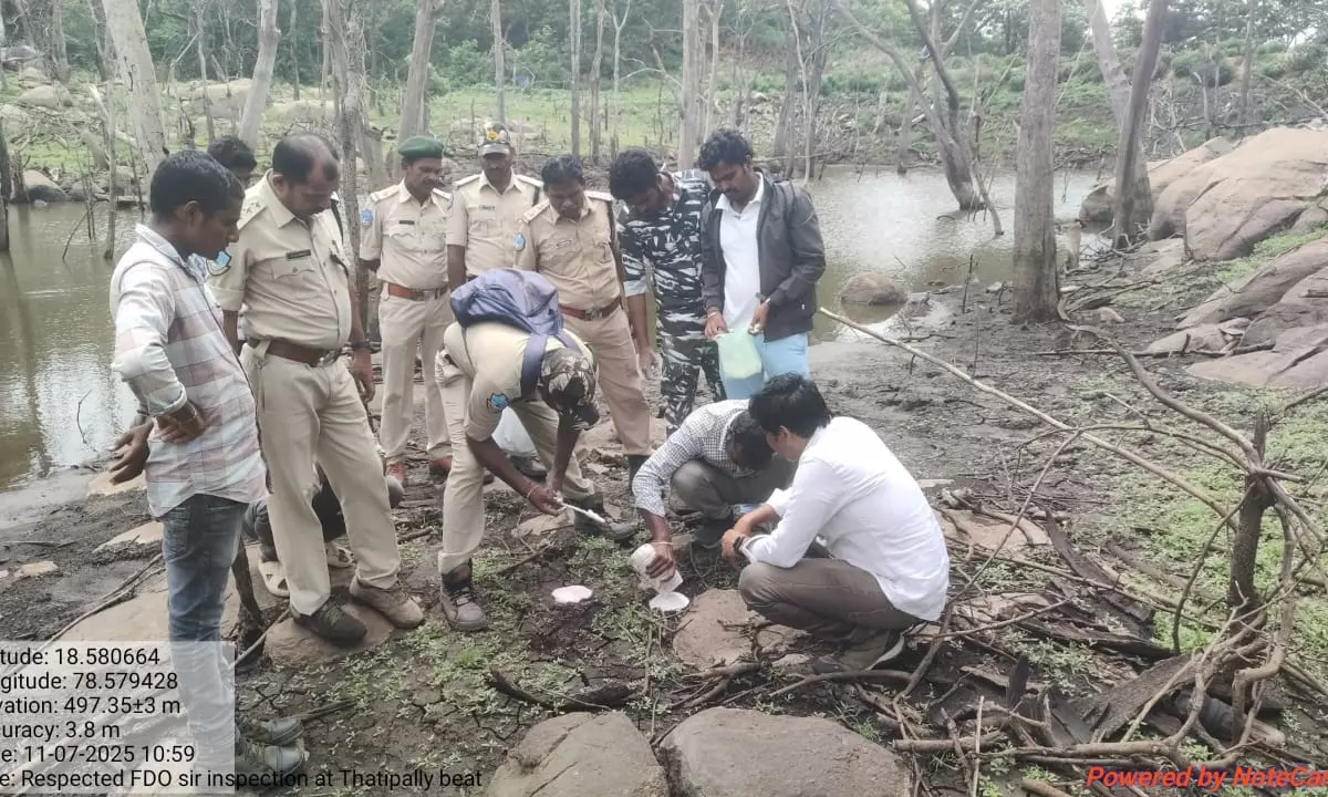 Tiger Seen Moving In Nizamabad Forest