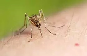 9 Japanese Encephalitis Cases in Nagaland, Health Department Issues Advisory