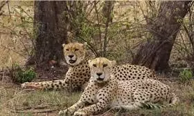 MP: Kuno Loses A Female Cheetah To Injuries, Count Of Big Cat Down To 26