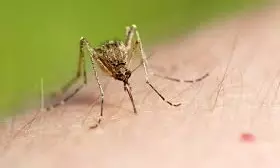 9 Japanese Encephalitis Cases in Nagaland, Health Department Issues Advisory