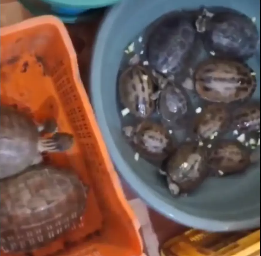 International Wildlife Trafficking Gang Busted In Madhya Pradesh