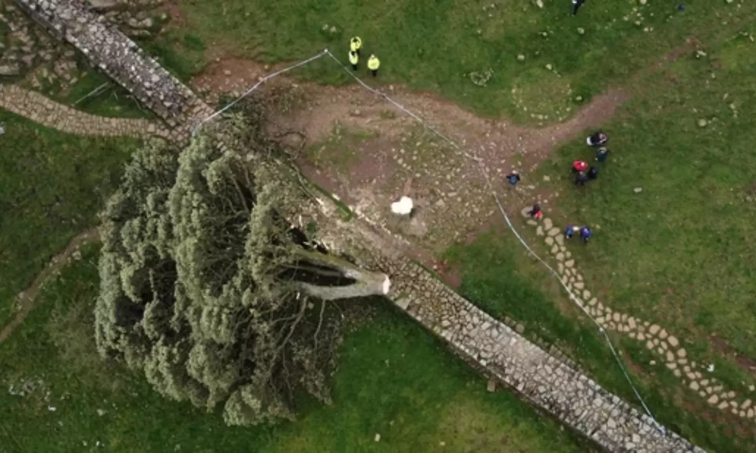 Two Men To Be Sentenced For Chopping Iconic UK Tree Two Men To Be Sentenced For Chopping Iconic UK Tree
