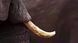 Elephant Tusks Seized In Telangana Raise Suspicions Of Seshachalam Link