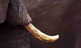 Elephant Tusks Seized In Telangana Raise Suspicions Of Seshachalam Link