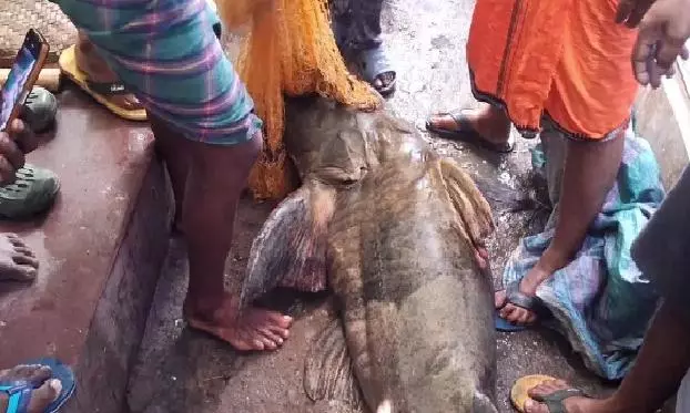 Big Catch In Mahanadi: 100-kg Goonch Catfish Stuns Odisha Town