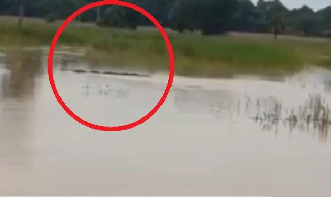 Crocodiles Spotted in Odisha as Floodwaters Inundate Villages