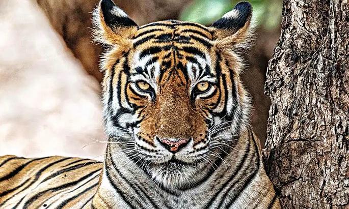 Tiger Rol You Back The Tiger Roars Back
