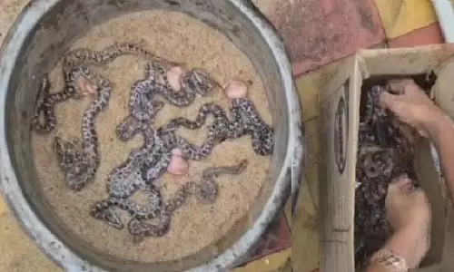 14 Python Eggs Hatch Under Artificial Incubation in Odisha