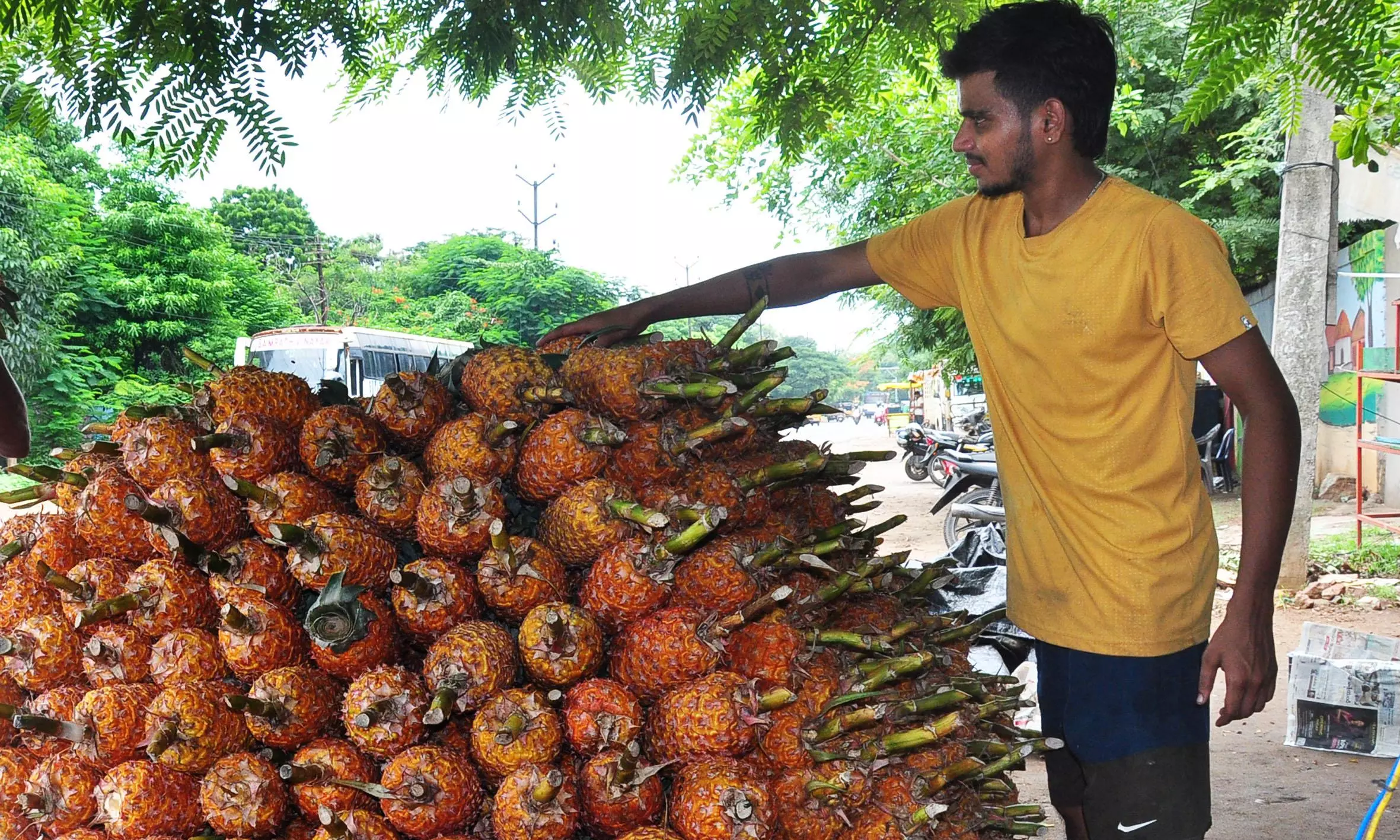 Pineapple Farmers Face Market Woes Despite Successful Harvest