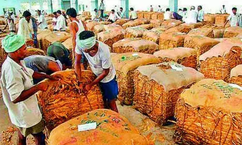 Tobacco Procurement Halt Hurts Nandyal Farmers