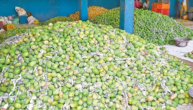 Centre Clears Rs 1,490 Support Price for Totapuri Mangoes in Andhra Pradesh