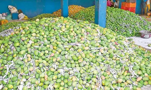 Centre Clears Rs 1,490 Support Price for Totapuri Mangoes in Andhra Pradesh