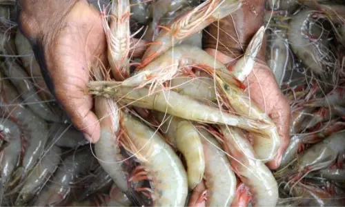 Prawn Prices Skyrocketing In North Telangana Districts