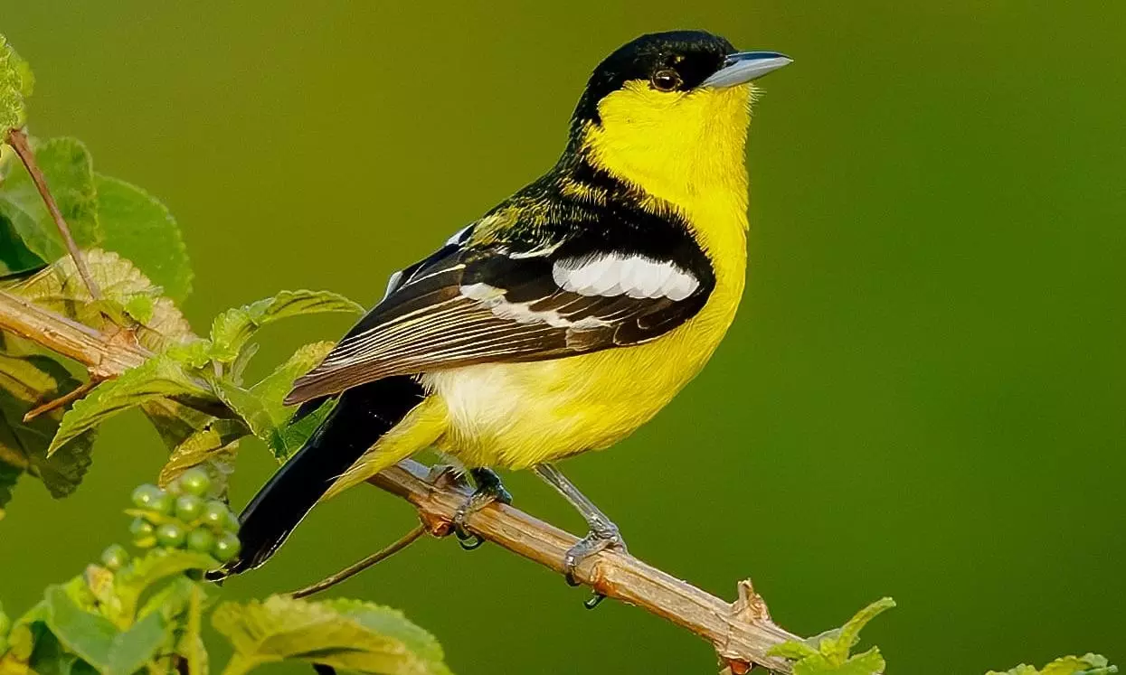 Surveys Record 136,000 Birds, 218 Species In Hyd