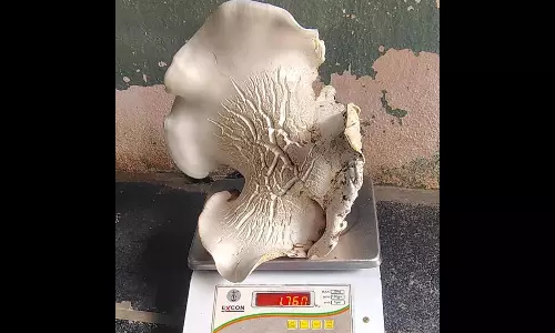 1.76 kg Mushroom Surprises Farmer In Kadapa