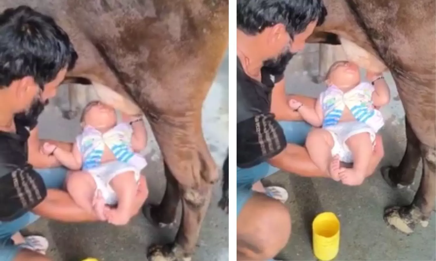 Viral Video of Baby Drinking Raw Milk From Cow’s Udder Sparks Outrage