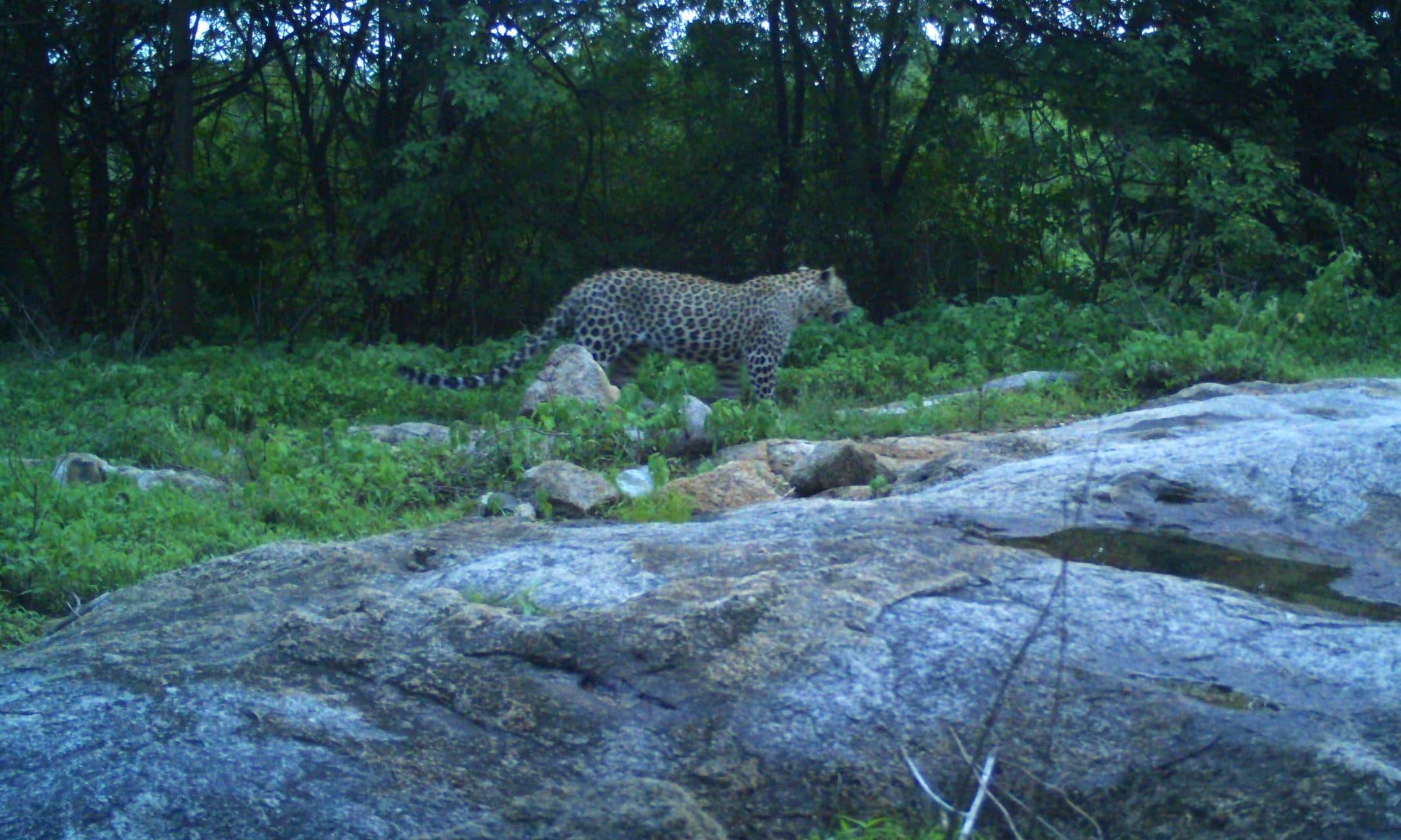 Leopard Evades Capture, Stays on Hillock Near Mahbubnagar