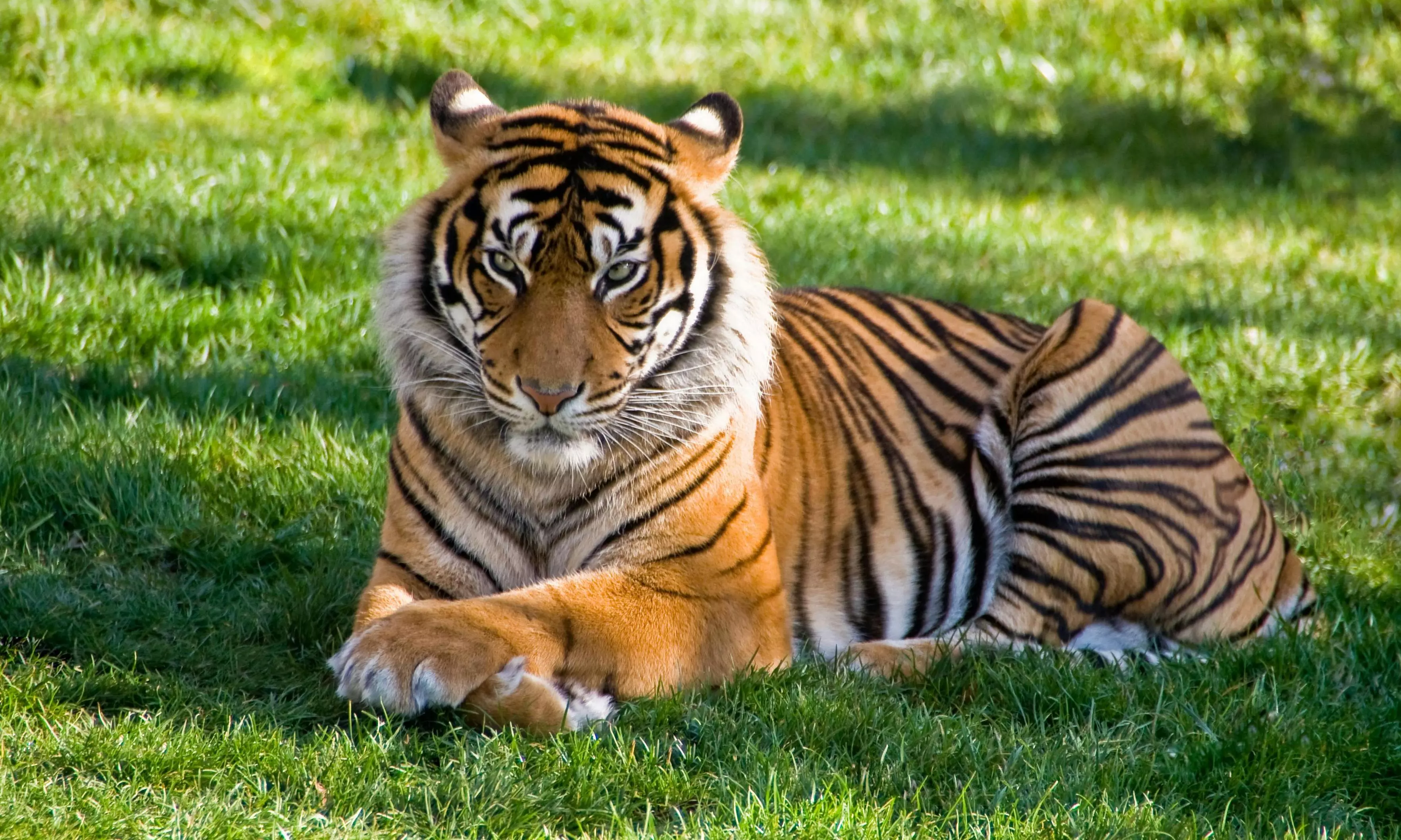 MP Govt May Rope In Vanatara for Gene Mapping of Tigers