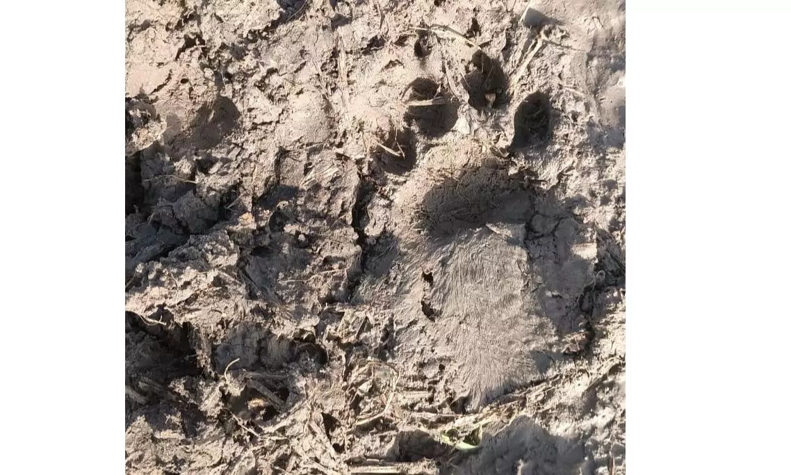 Nandigam Panics After Leopard Sighted