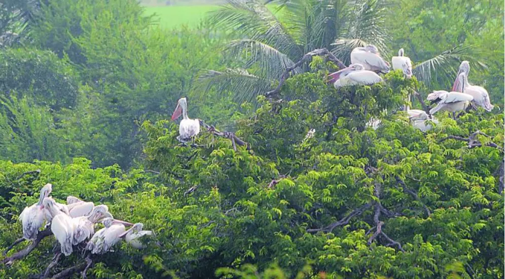 Srikakulam’s Bird Sanctuaries Facing Neglect Due To Lack Of Funds
