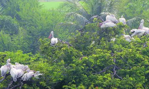 Srikakulam’s Bird Sanctuaries Facing Neglect Due To Lack Of Funds