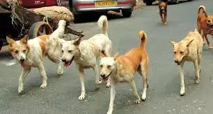 10 Hurt In Stray Dog Attack in Kamareddy 10 Hurt In Stray Dog Attack in Kamareddy