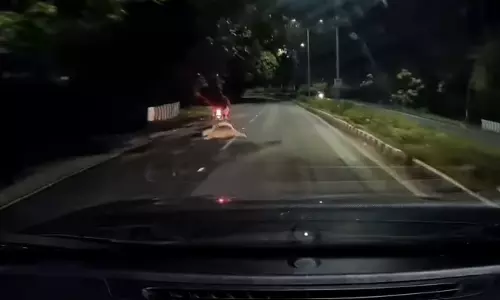 Leopard Tries to Attack Biker on Tirumala Ghat Road; Video Goes Viral