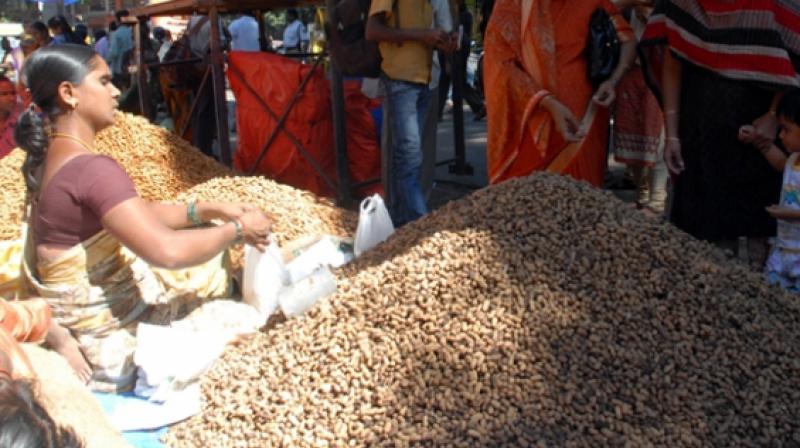 Groundnut Cultivation Declines in Rayalaseema, Anantapur District