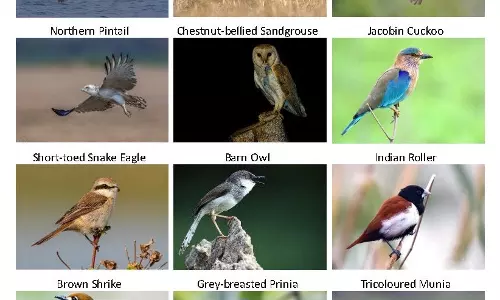 Two Birders Identify 452 Bird Species In Telangana