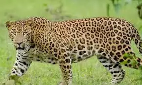 Manchirevula Leopard Still Eludes Capture, Forest Trek Park Remains Closed as Hunt Continues