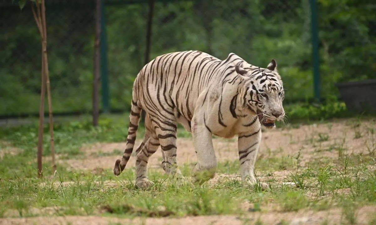 New White Tiger Draws Crowds at Warangal Zoo