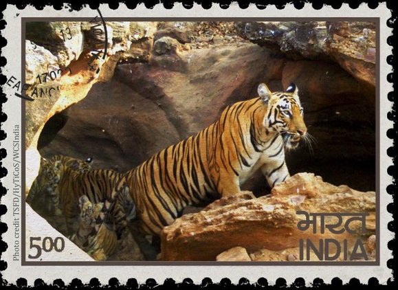 Kawal Tiger Reserve Struggles to Sustain Tiger Population