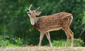Wild Deer Turn Nightmare For Kurnool Farmers