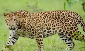 Manchirevula Leopard Still Eludes Capture, Forest Trek Park Remains Closed as Hunt Continues