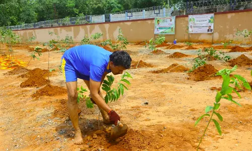 SCCL Distributed 22.9 MN Trees: CMD SCCL Distributed 22.9 MN Trees: CMD