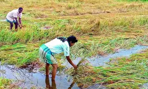 Telangana Crawls Back To Near-Normal Rainfall