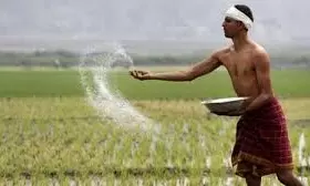 BJP Blames Cong. For Fertiliser Crisis