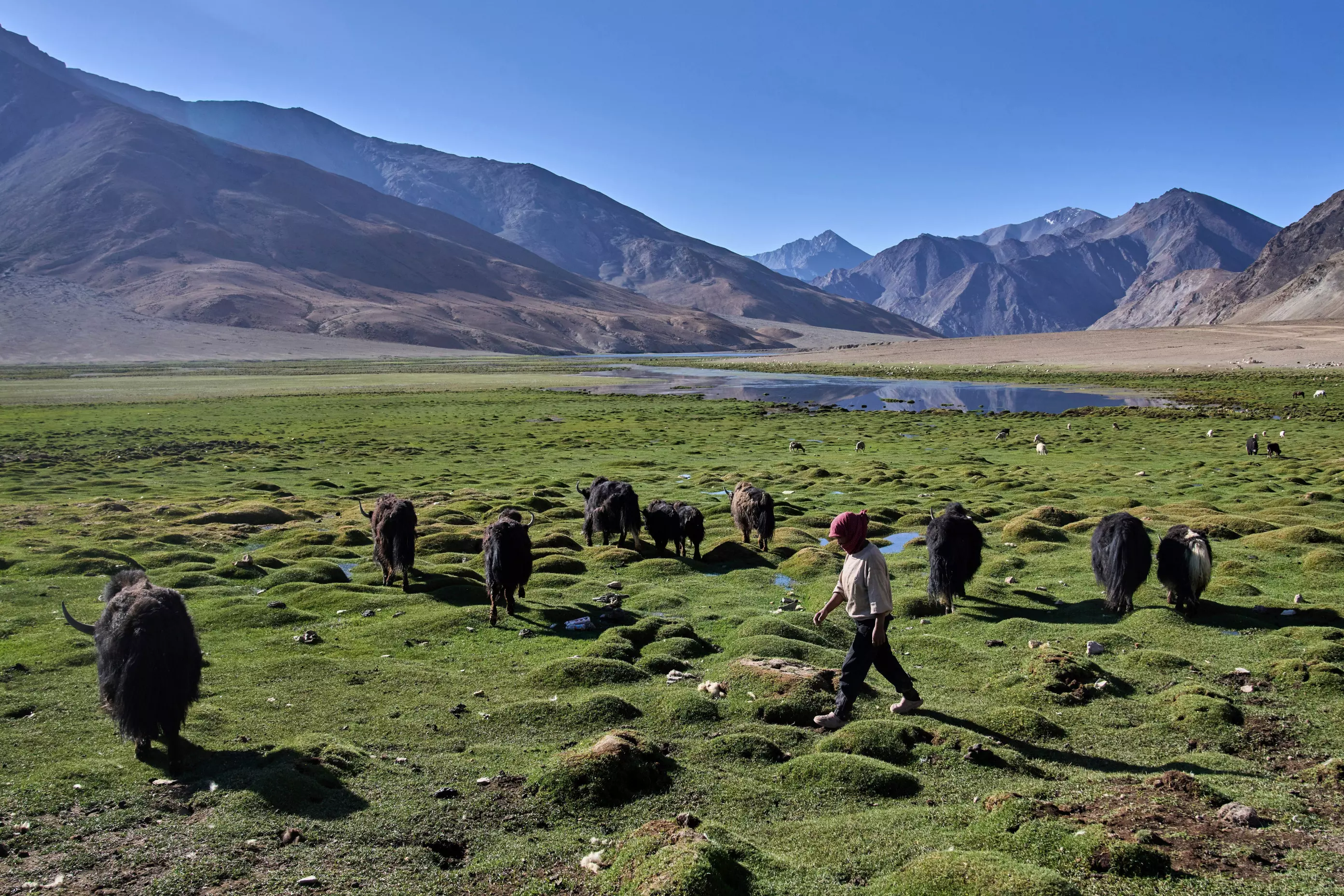 Climate Change Threatens Yak Herding Traditions in Ladakh