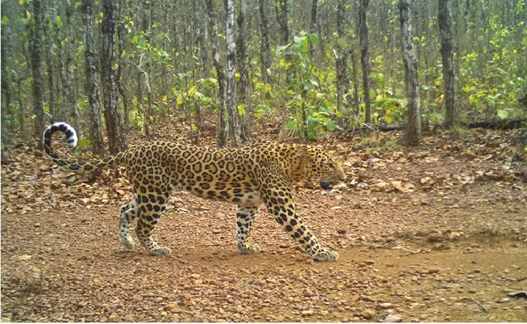 Odisha to Introduce Male Tigers in Similipal for Natural Breeding