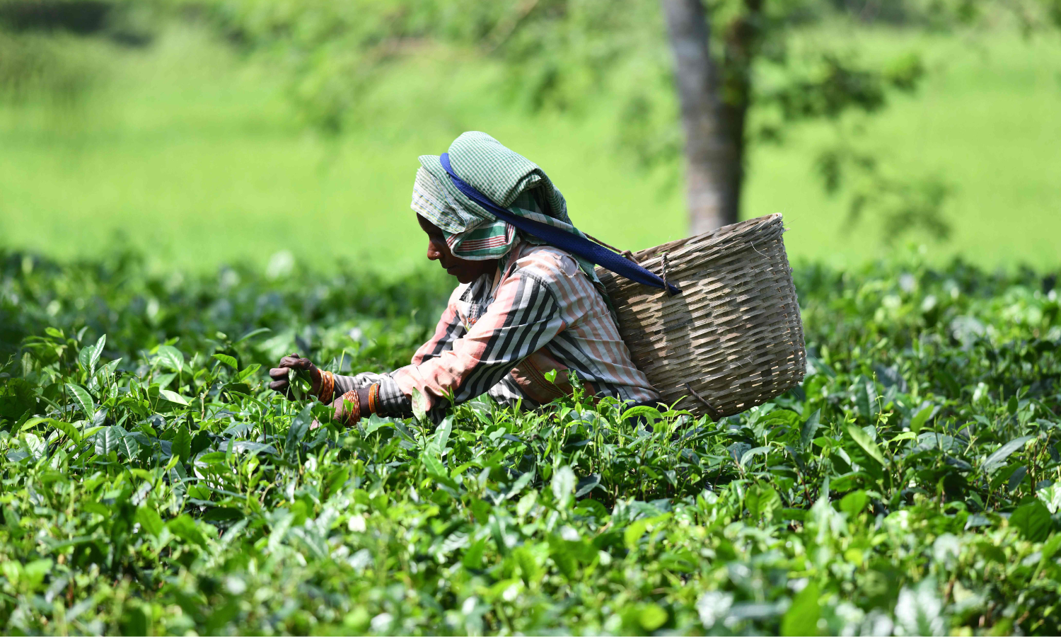 Indian Tea Industry Faces Production, Price, and Import Challenges